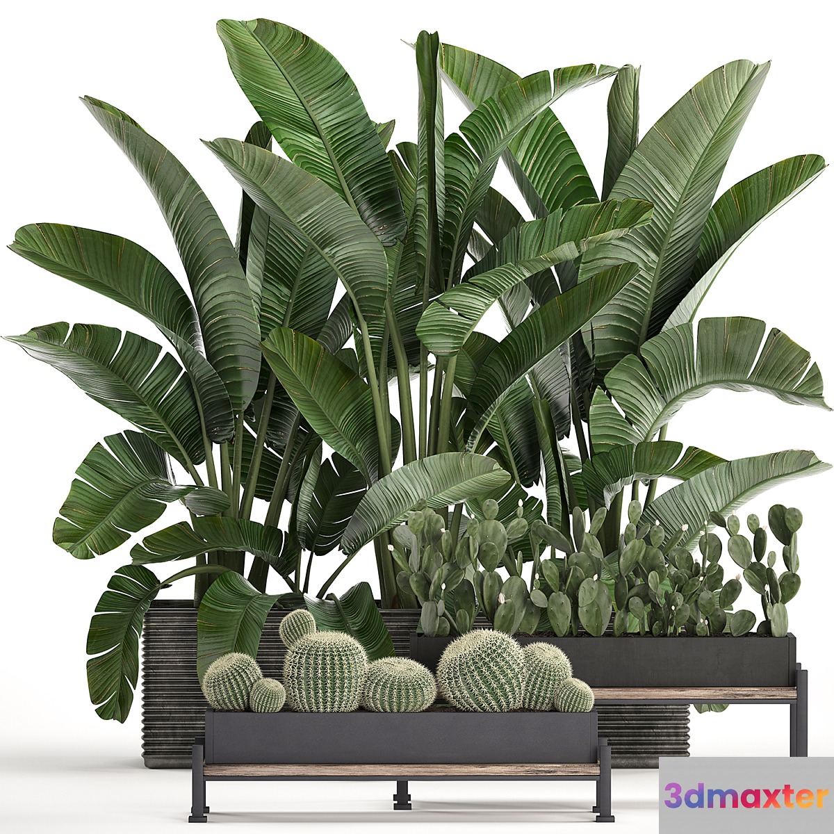 A collection of lush plants thickets in black pots with cacti palm strelitzia bushes prickly pear banana. Set 458. - No.5