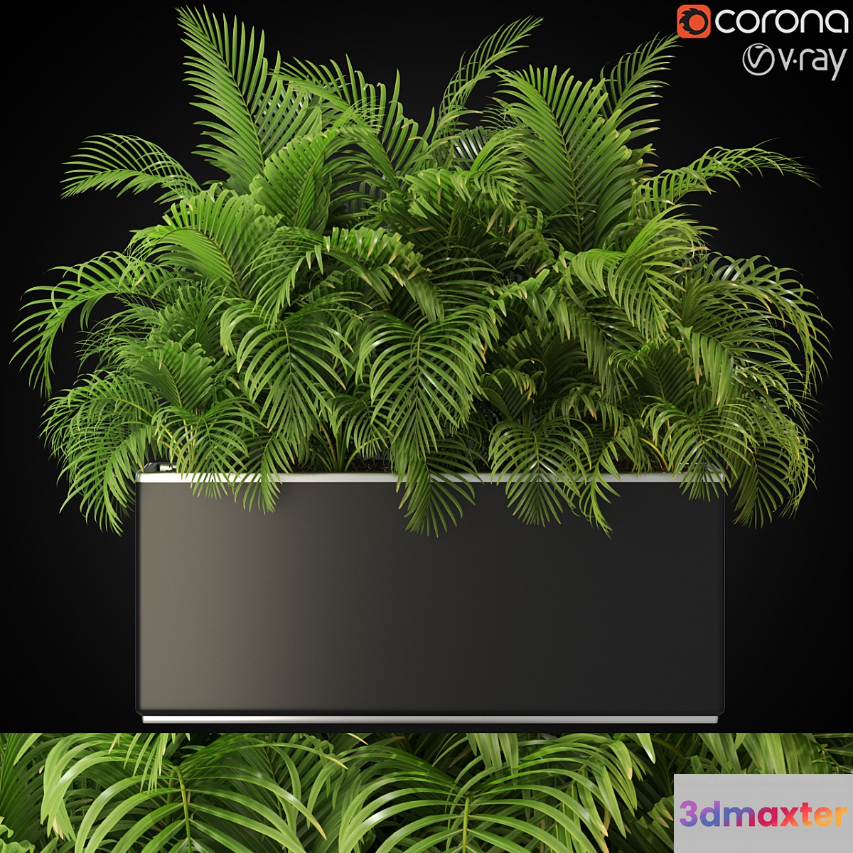 Plants collection 267 - No.3