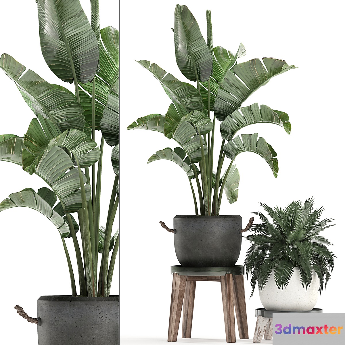 Collection of plants in modern black and white pots with a flower stand Banana palm strelitzia palm. Set 459. - No.3