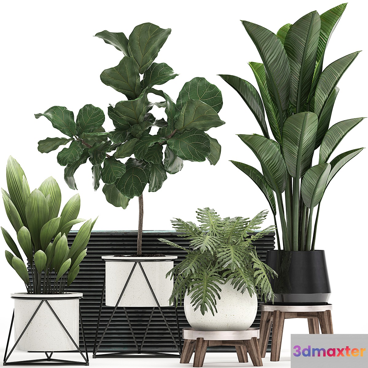 A collection of plants in modern white pots on legs with a small tree Ficus lirata Philodendron banana. Set 460.s