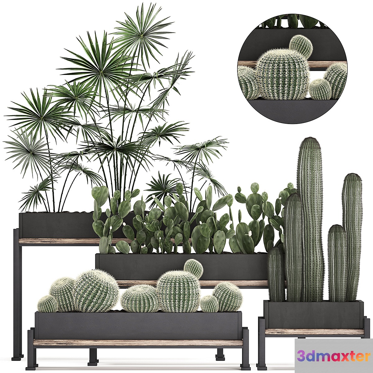 Collection of small plants in potted flower beds on legs with Fan palm Cactus Prickly pear Carnegie Barrel cactus. Set 462. - No.3