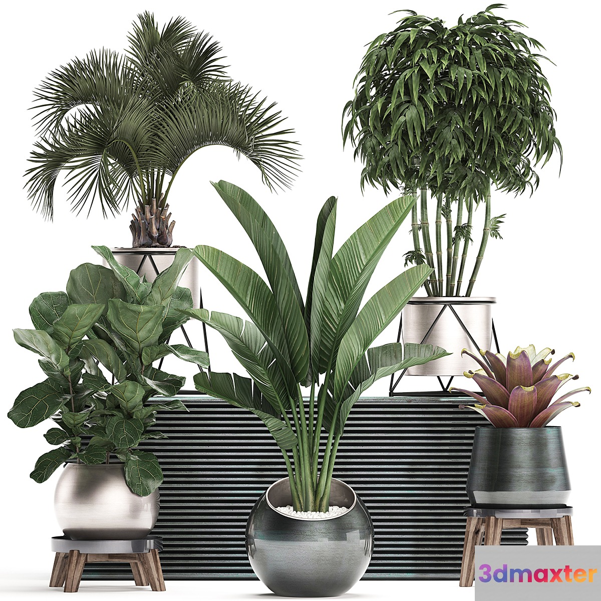 Collection of plants in modern luxury pots with Banana palm Ficus Lirata rapeseed banana bamboo luxury. Set 463.