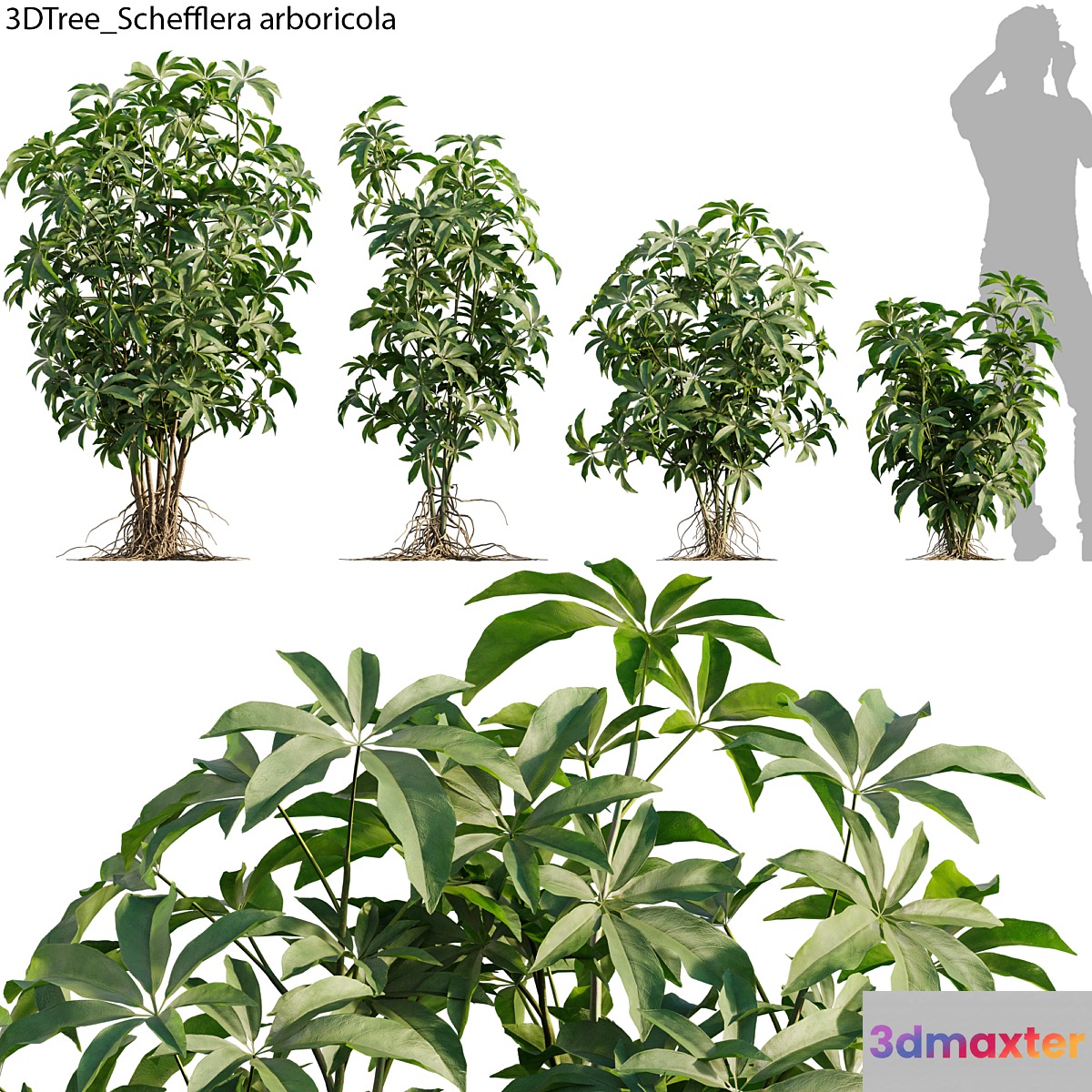 Schefflera arboricola 01 3D Max