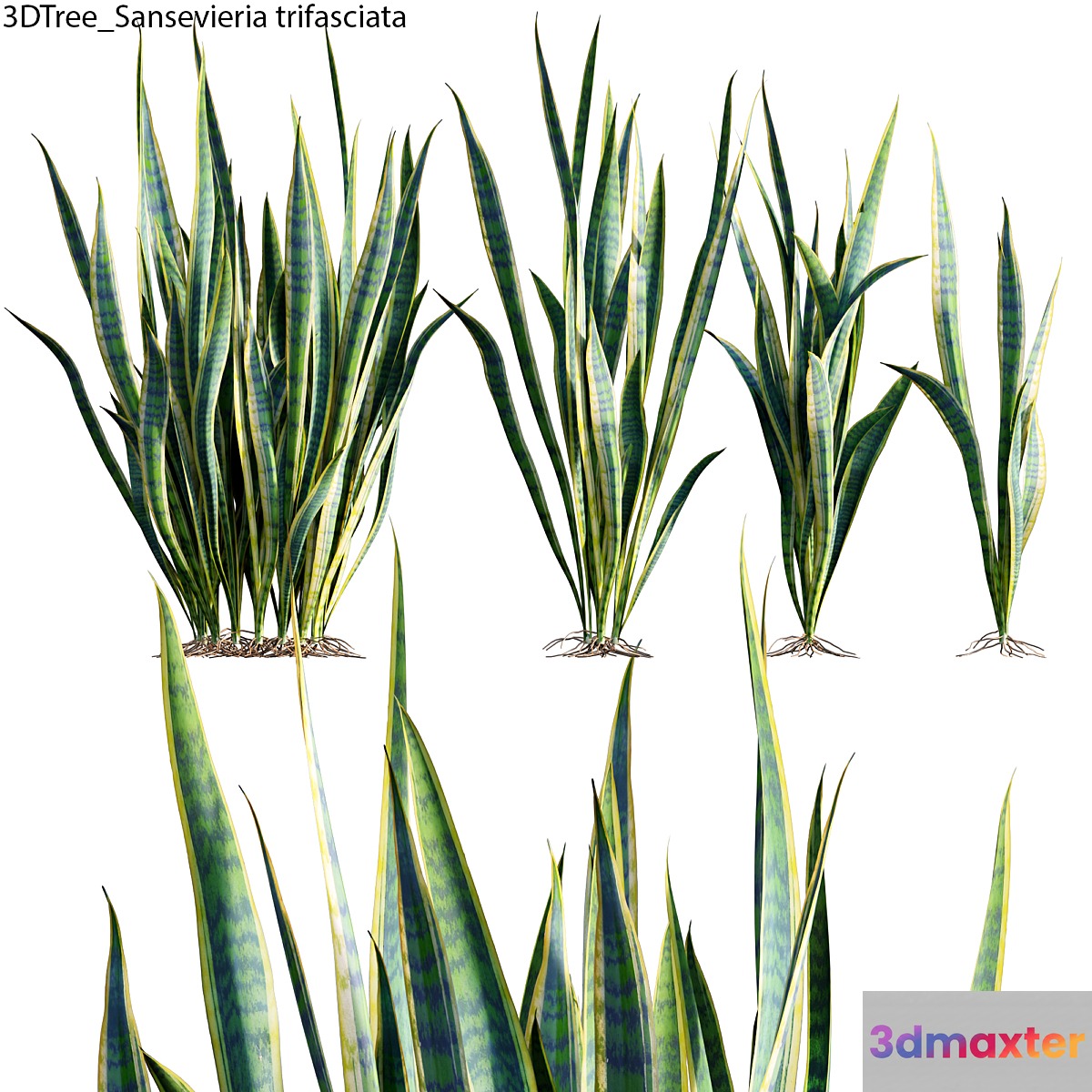 Sansevieria trifasciata 01