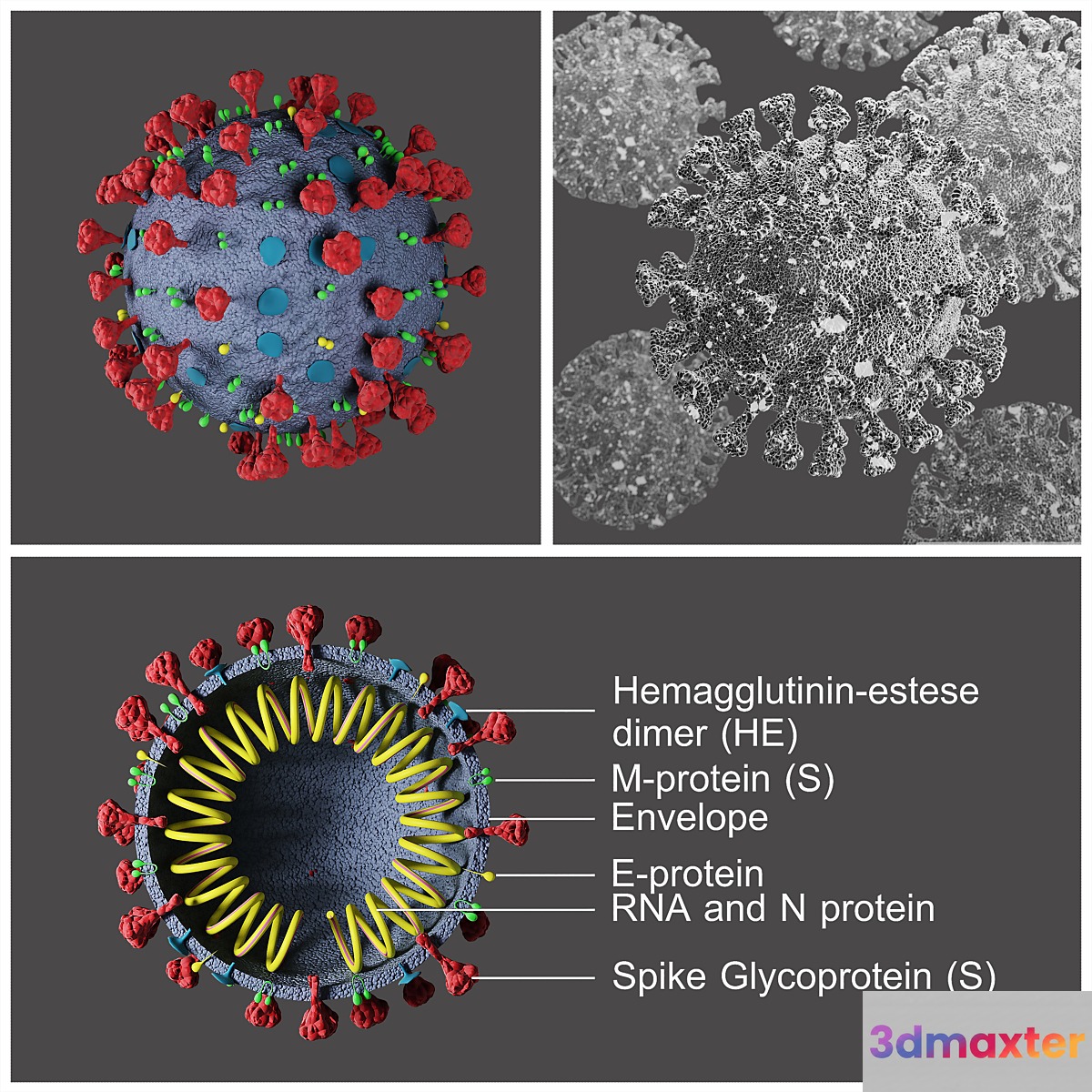 Covid-19 _ Coronavirus 3D Max