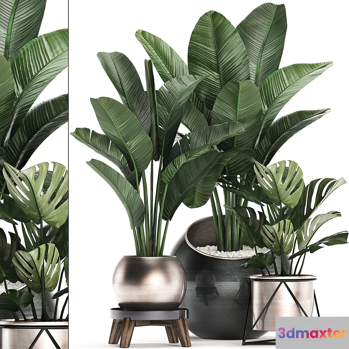 Collection of small plants in modern round pots with Banana palm strelitzia monstera luxury. Set 465. - No.2