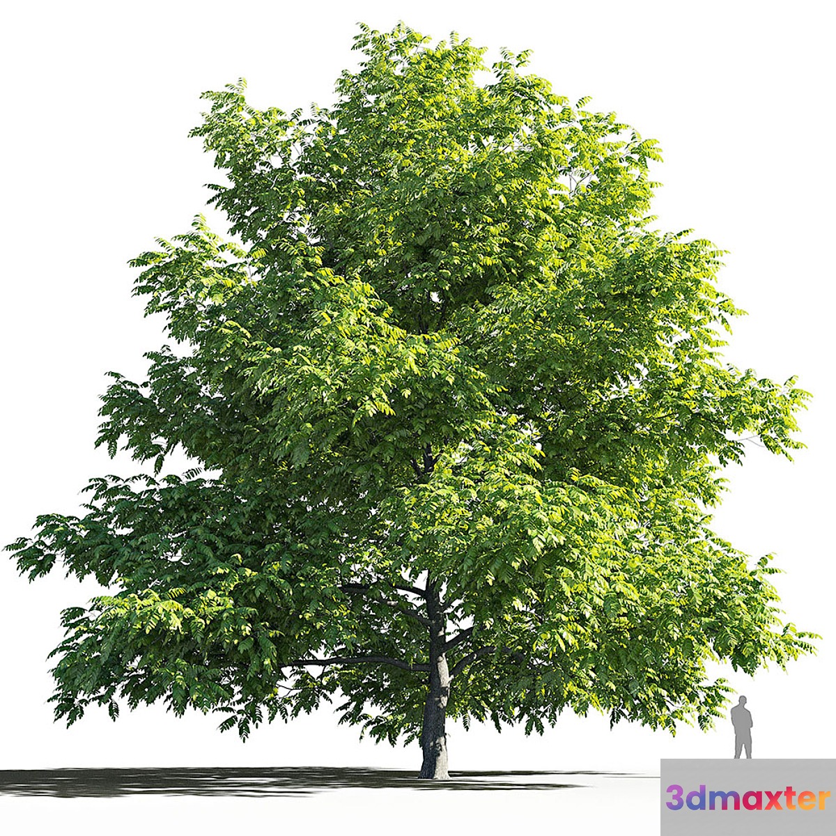 Manchurian Walnut (Juglans mandshurica) - No.3