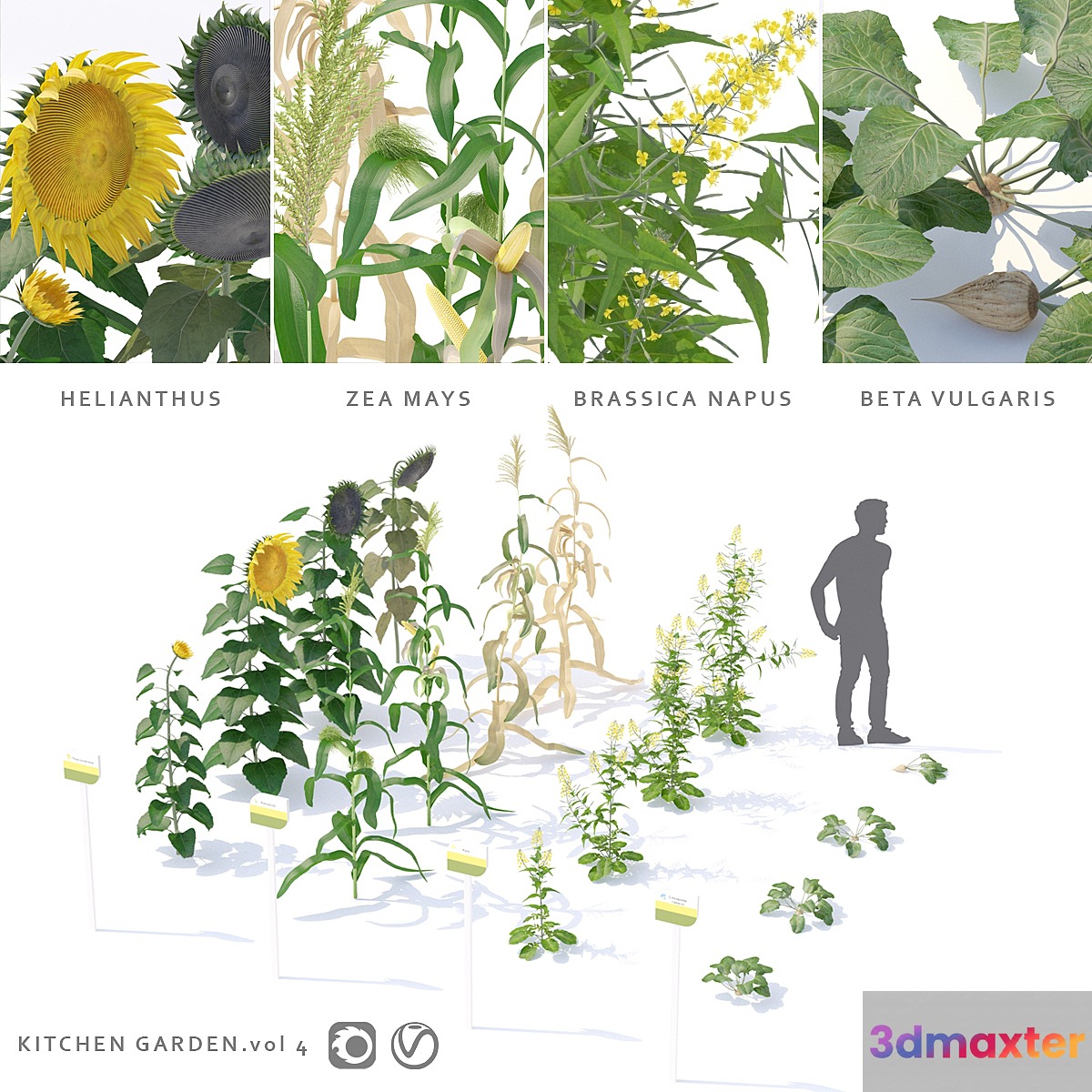 Vegetable garden | Kitchen garden.vol 4 3D Max