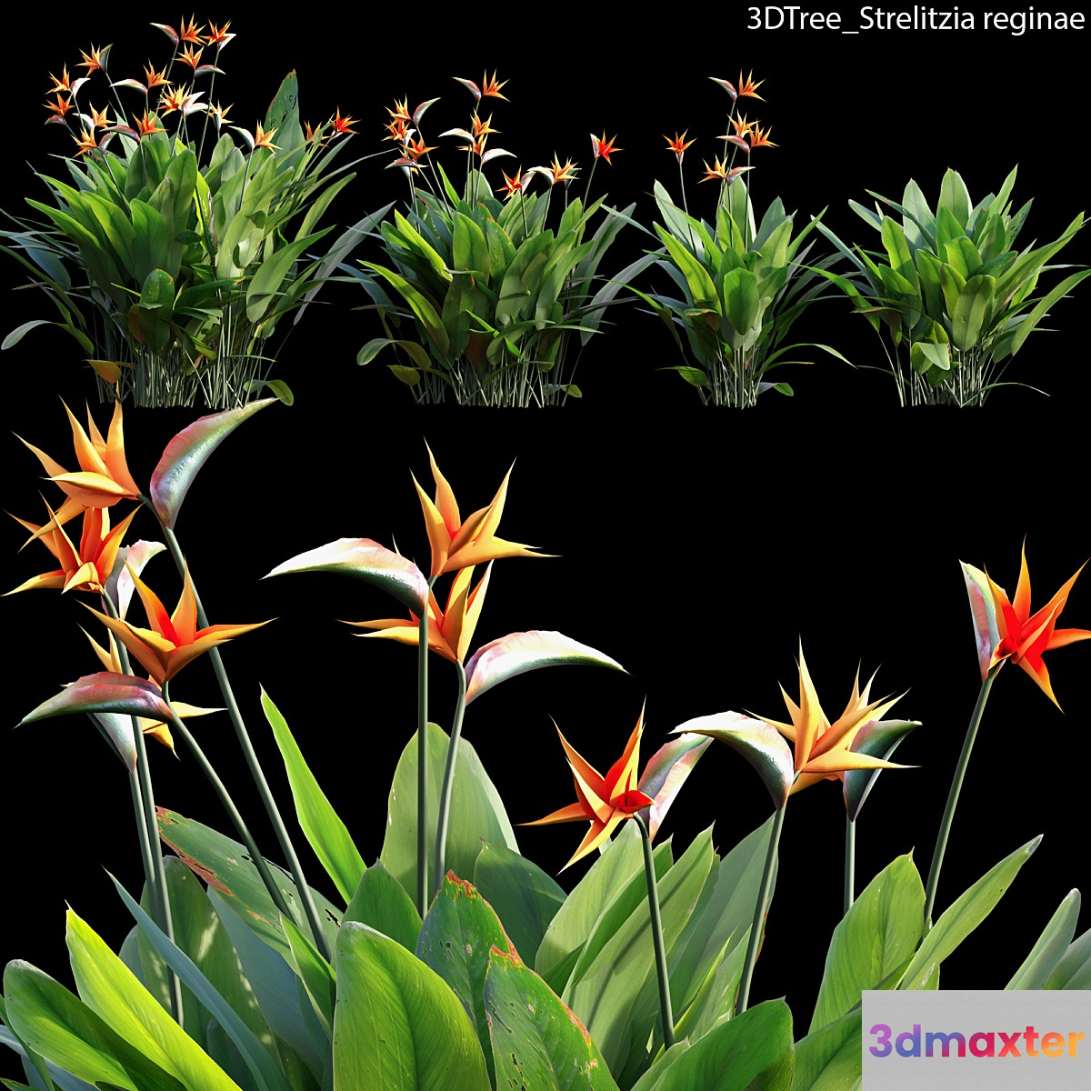 Strelitzia reginae 02 3D Max