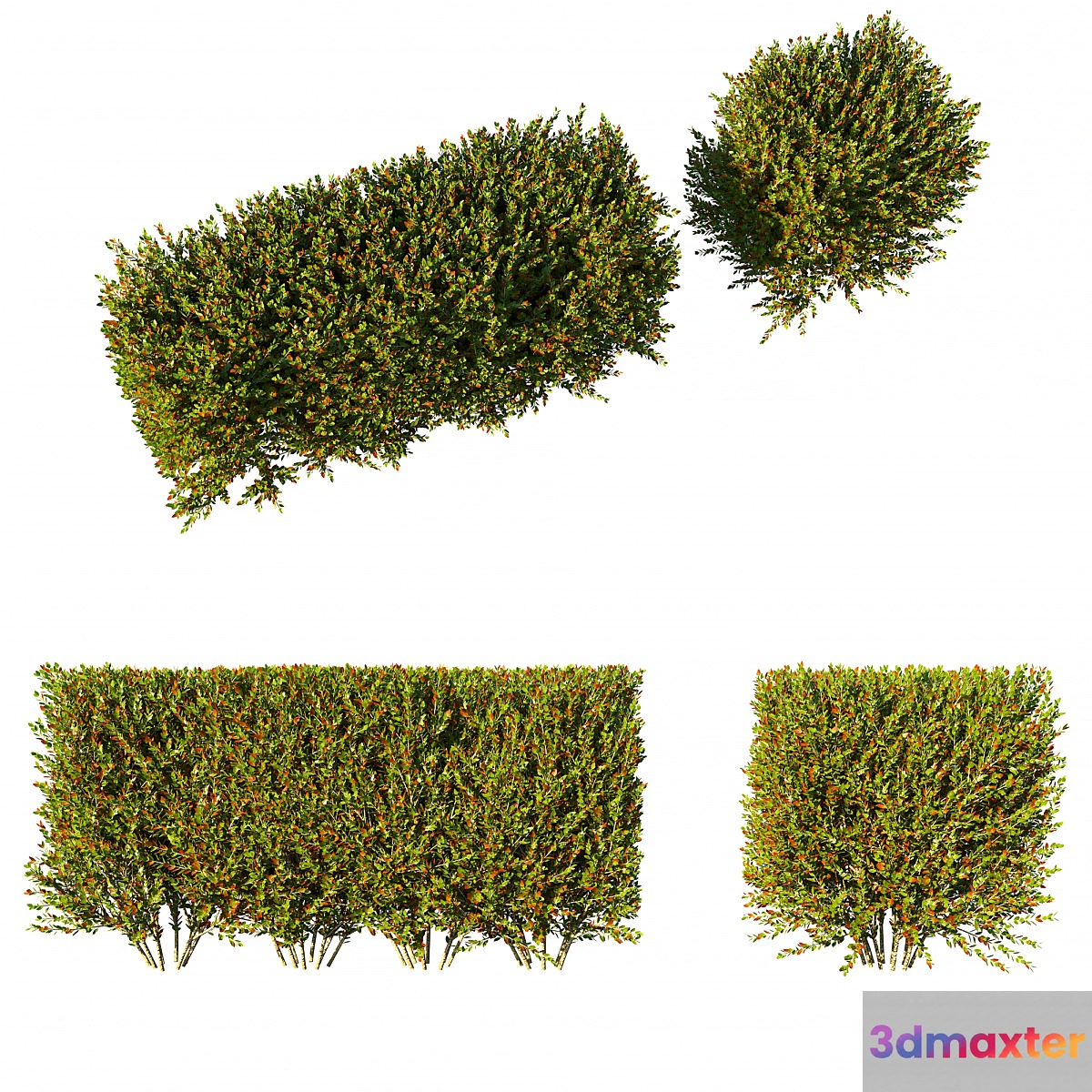 Photinia fraseri Little Red Robin hedge 3D Max