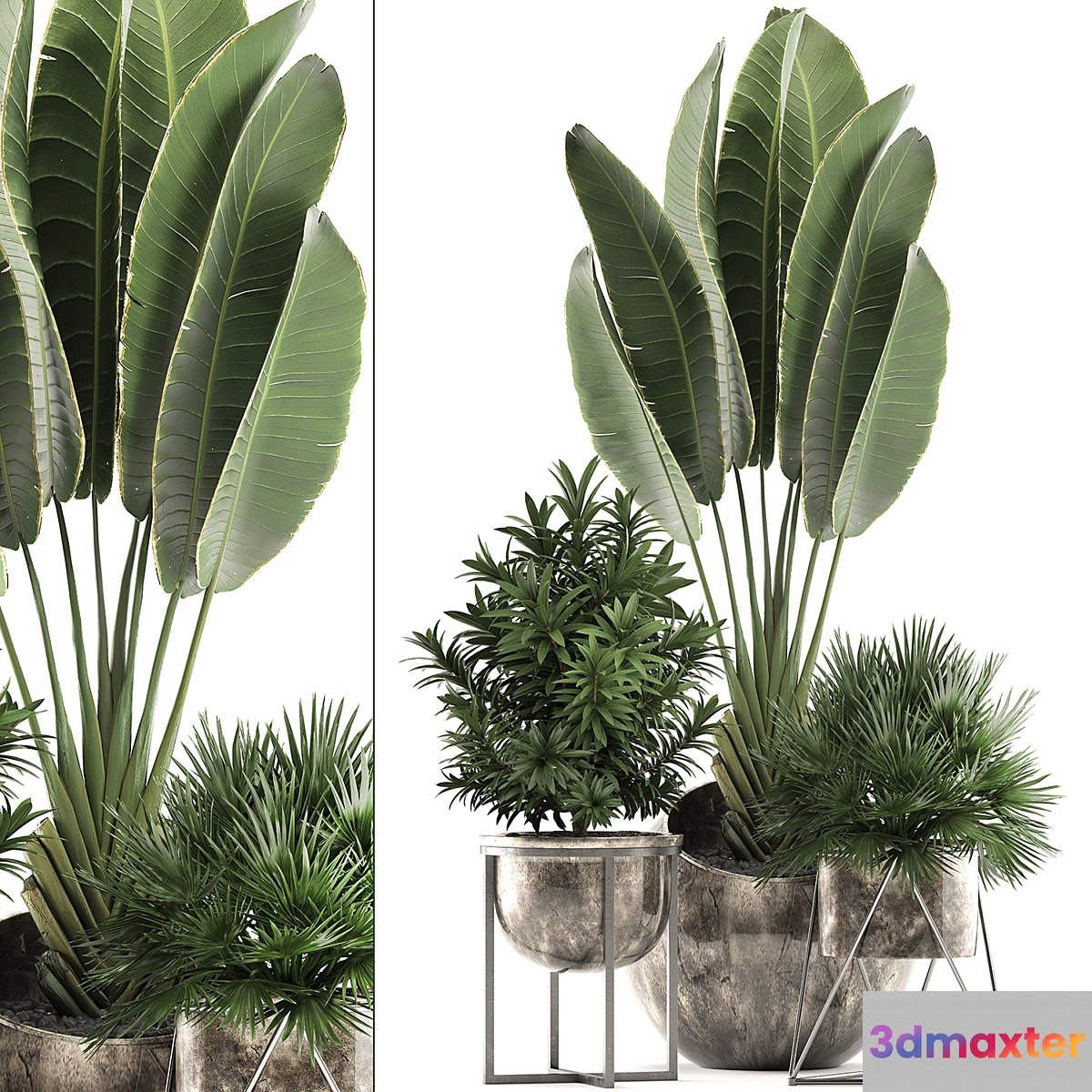 Collection of small plants in modern luxury round pots with Ravenala pot palm hamerops dracaena. Set 471. 3D Max