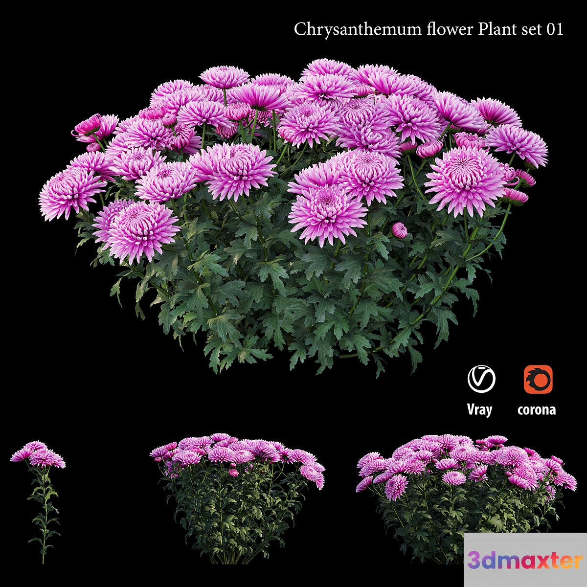 Chrysanthemum flower plant set 01 3D Max