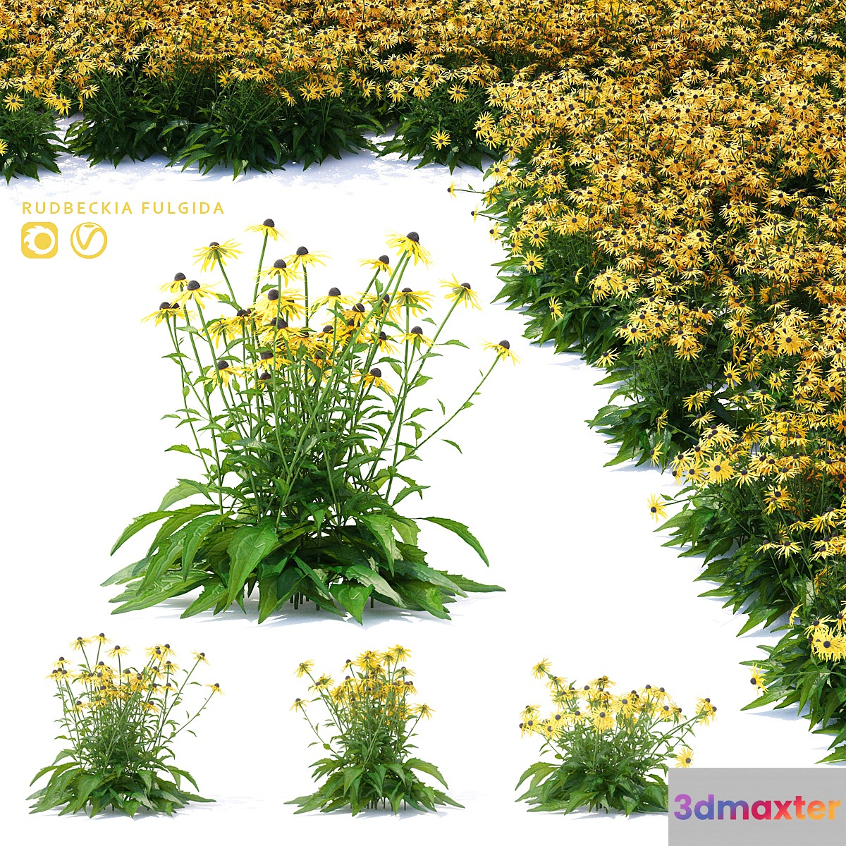 Rudbeckia brilliant flowers | Rudbeckia fulgida 3D Max