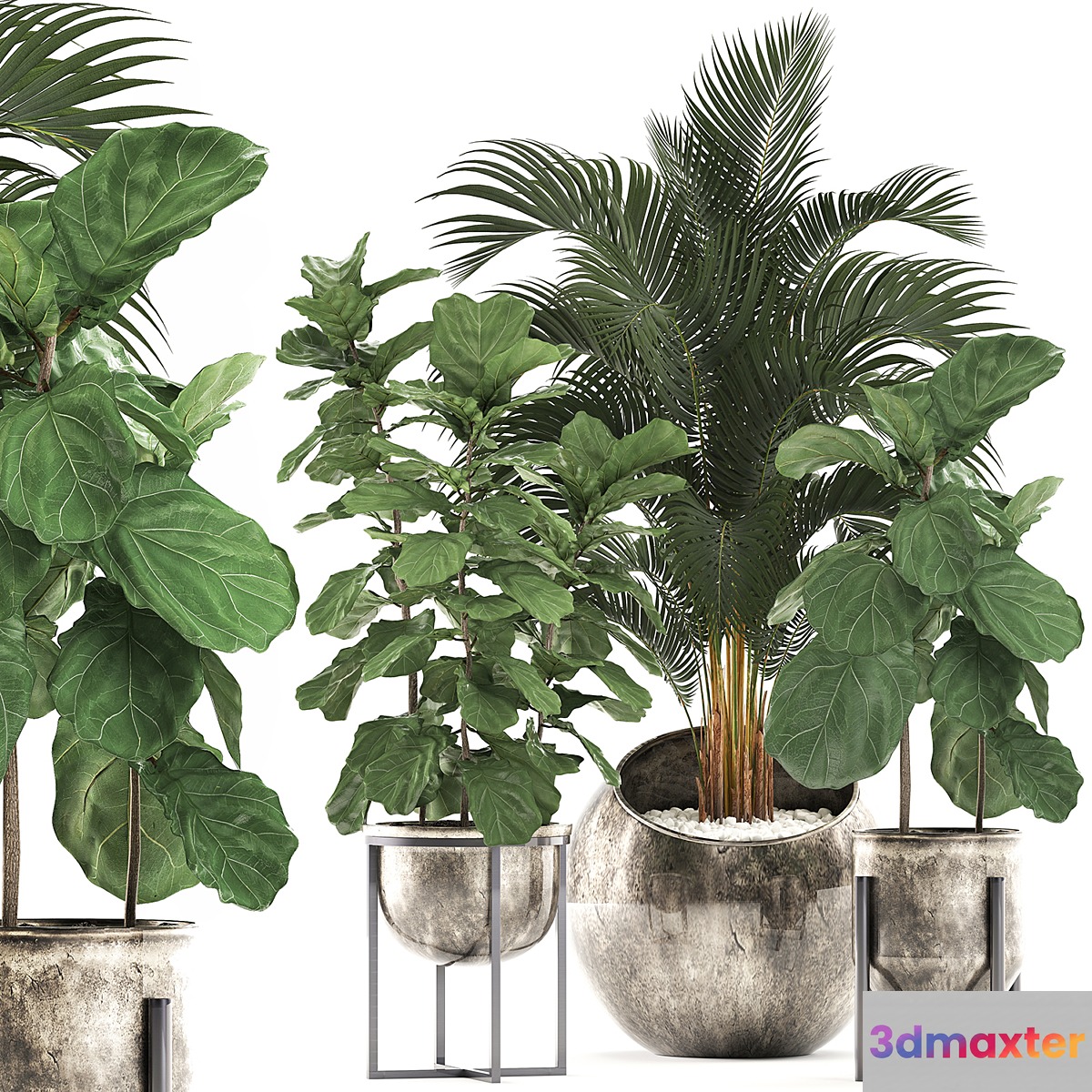 Collection of plants in stylish modern pots with round flowerpot with Palm Ficus lyrata pot luxury. Set 474. 3D Max