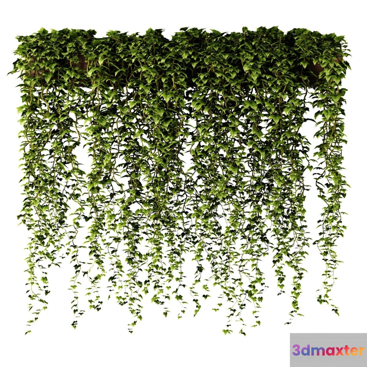 Ivy in a long rectangular planter - No.2