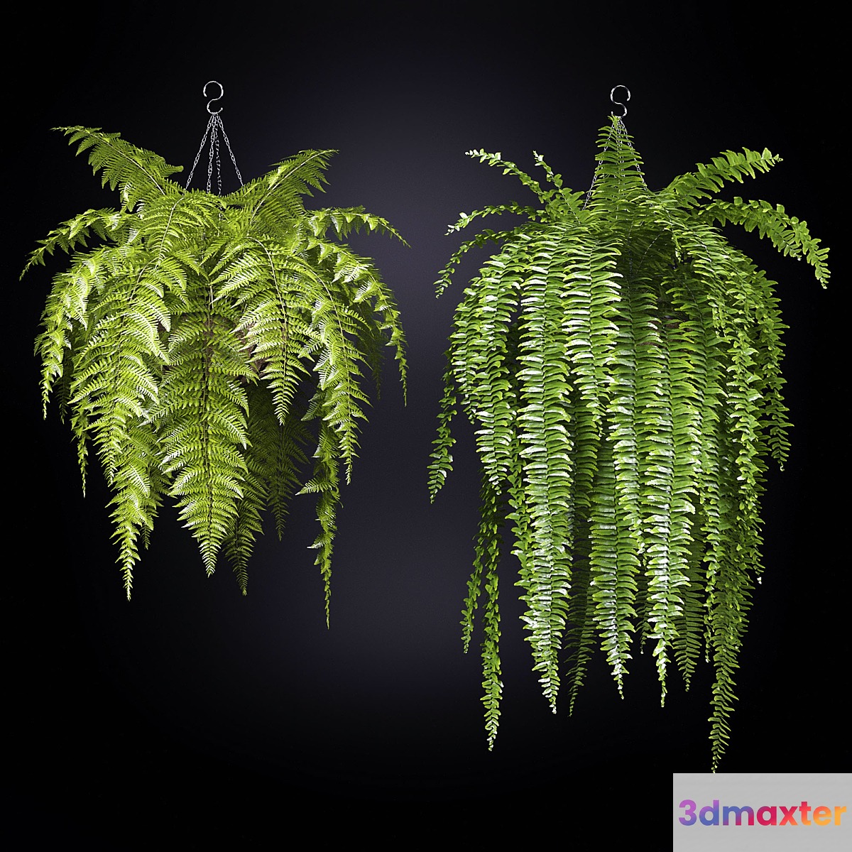 Fern (fern)