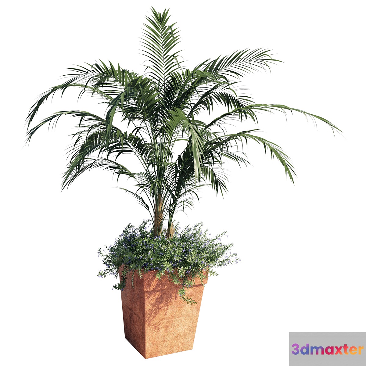 Kentia palm