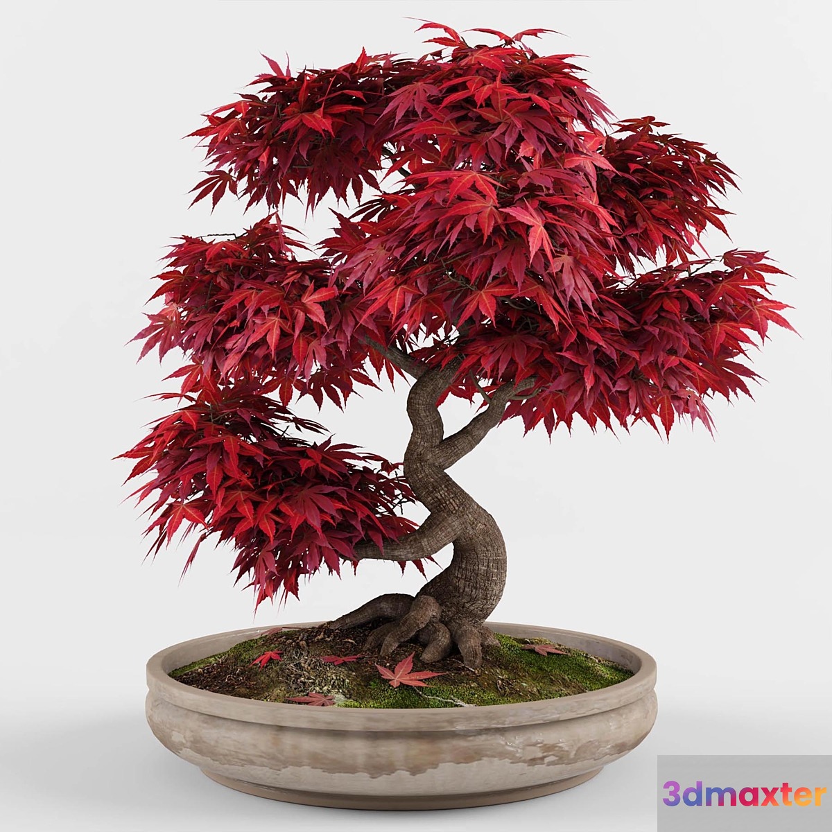 Bonsai japanese maple decorative tree - No.2