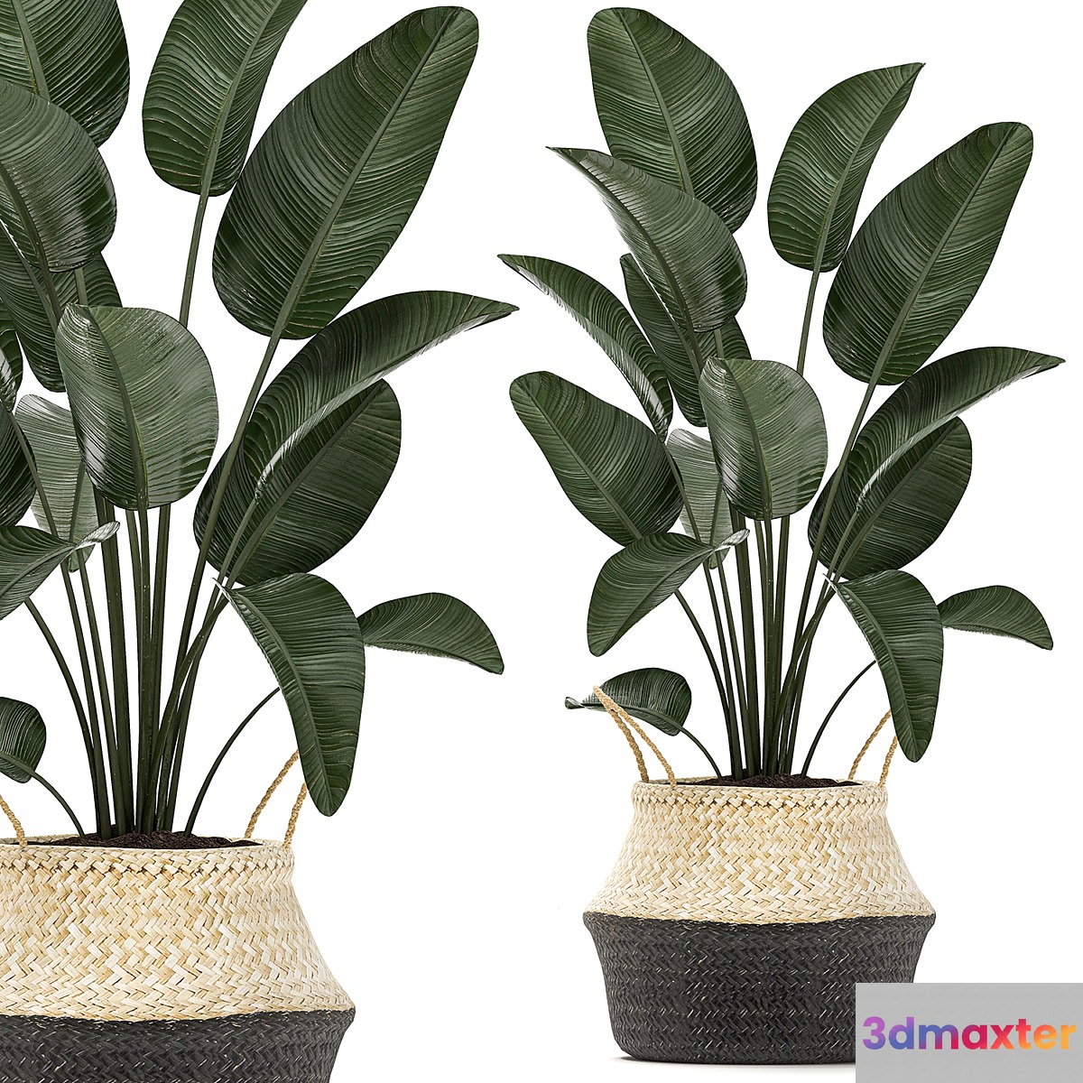 A small lush beautiful indoor Strelitzia in a black basket with handles with a banana palm ravenala. Set 483. - No.2
