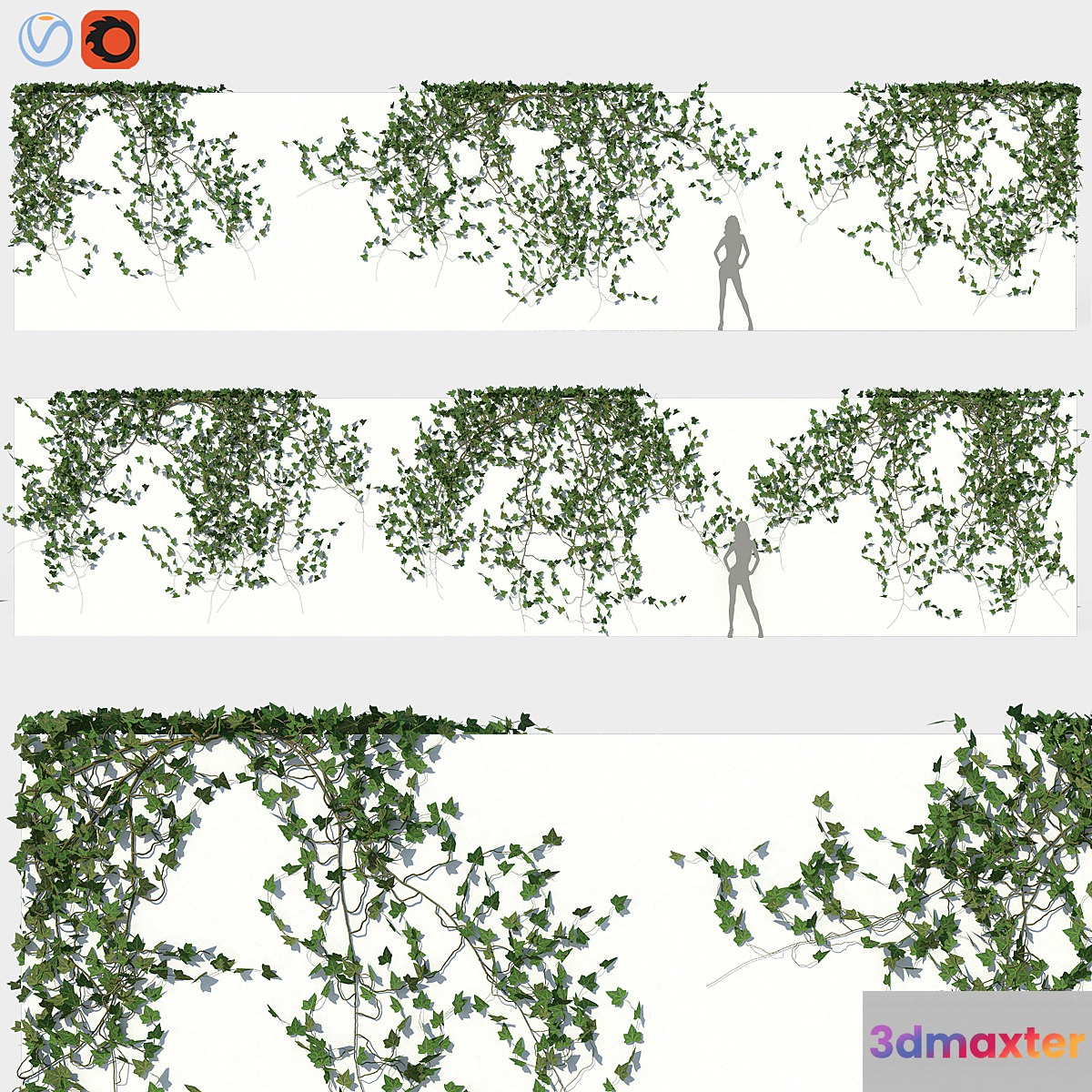 Ivy Wall 03 3D Max