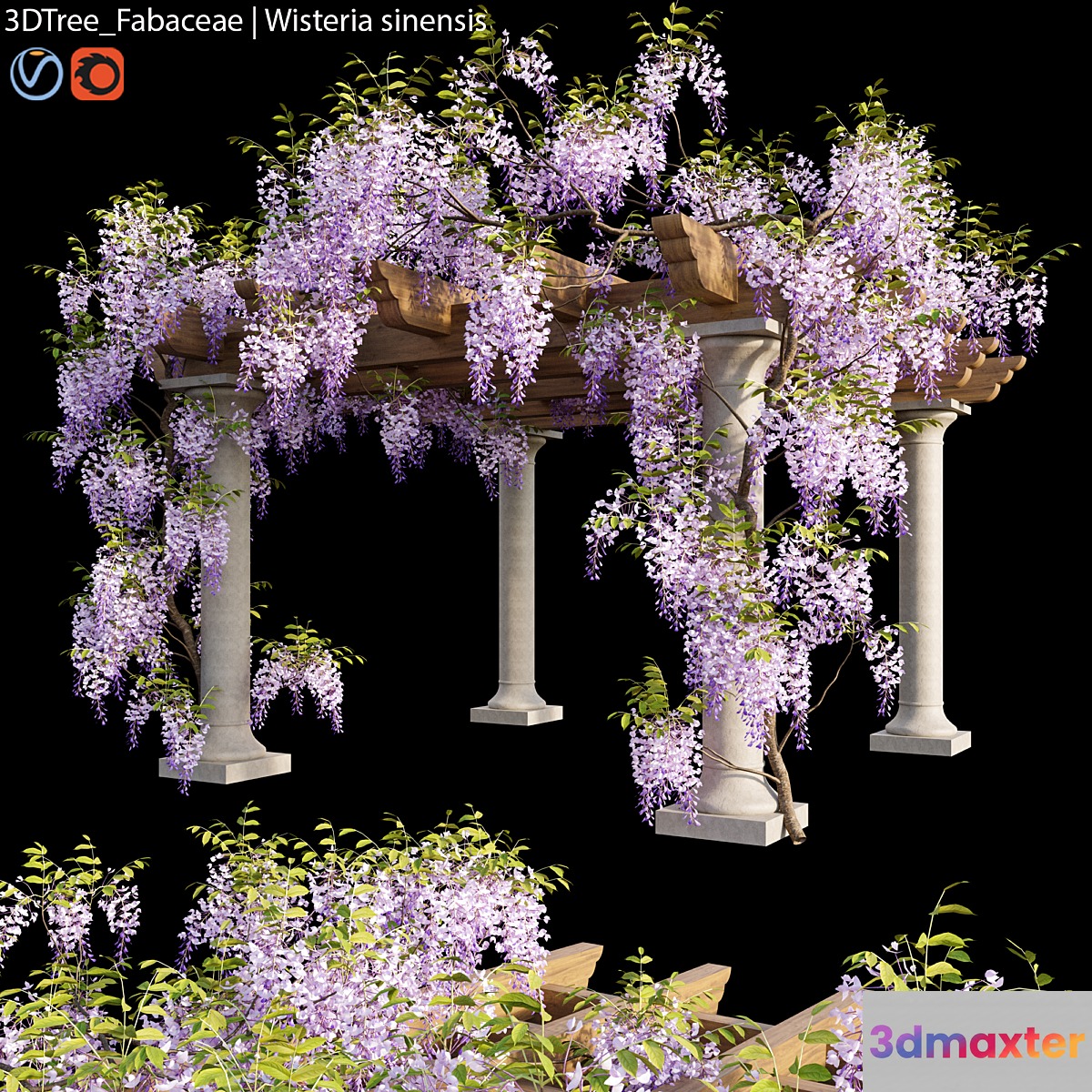 Fabaceae | Wisteria sinensis 05 3D Max