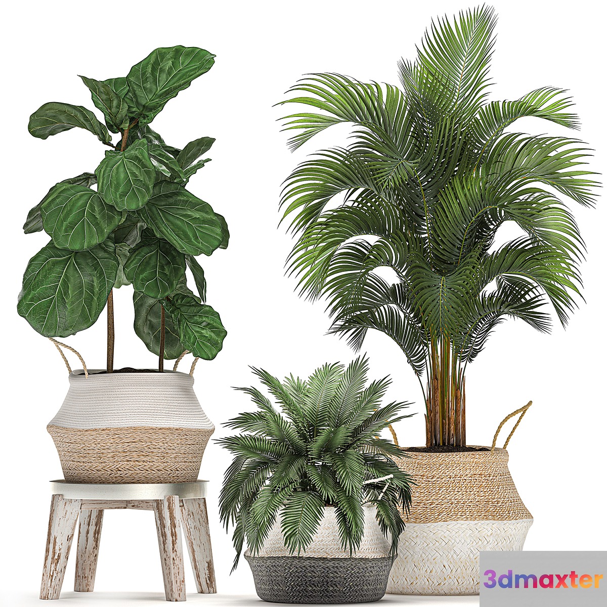 A collection of beautiful small ornamental plants in white baskets with handles with palm Howea  Ficus lyrata. Set 486.