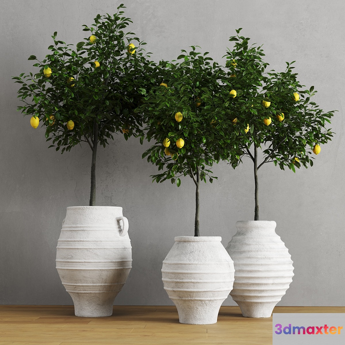 Lemons in clay pots - No.2