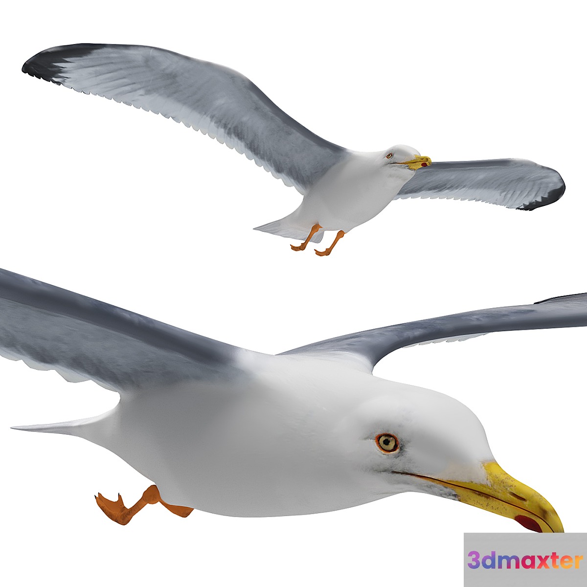 Seagull in flight