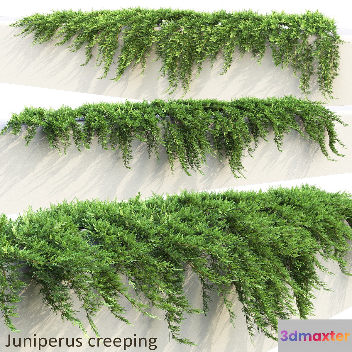 Juniper on retaining wall | Juniperus creeping # 1 3D Max