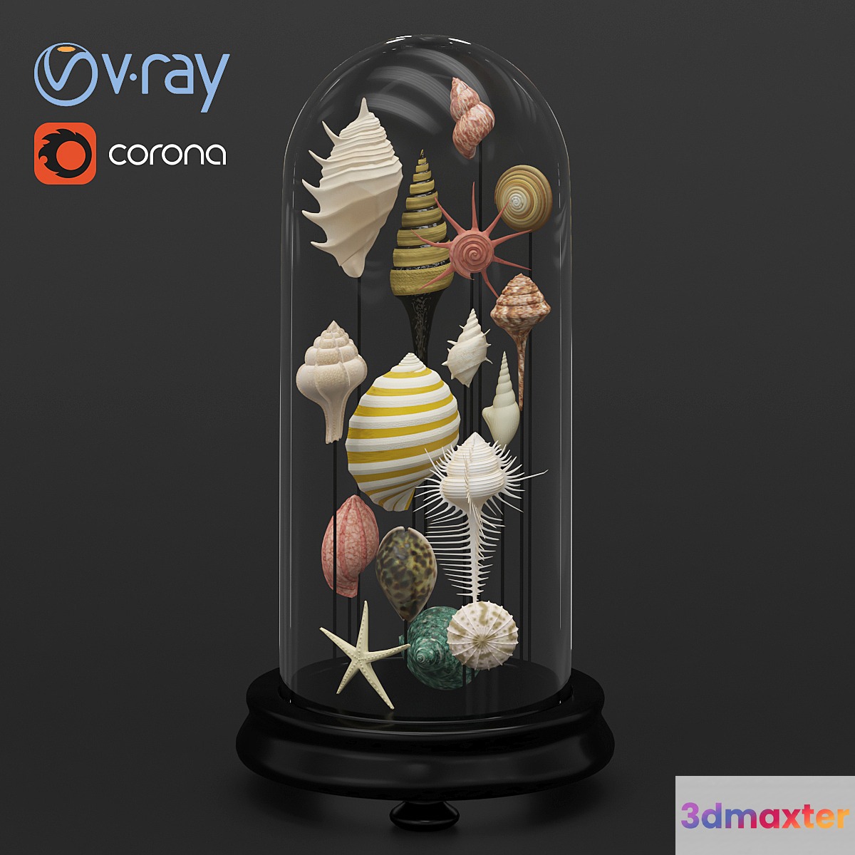 Seashell decorative 3D Max