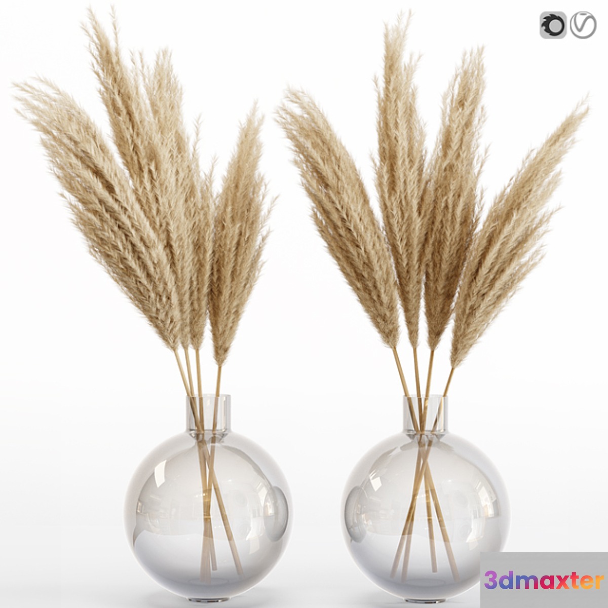 Big dried flower pampas grass in glass vase 6