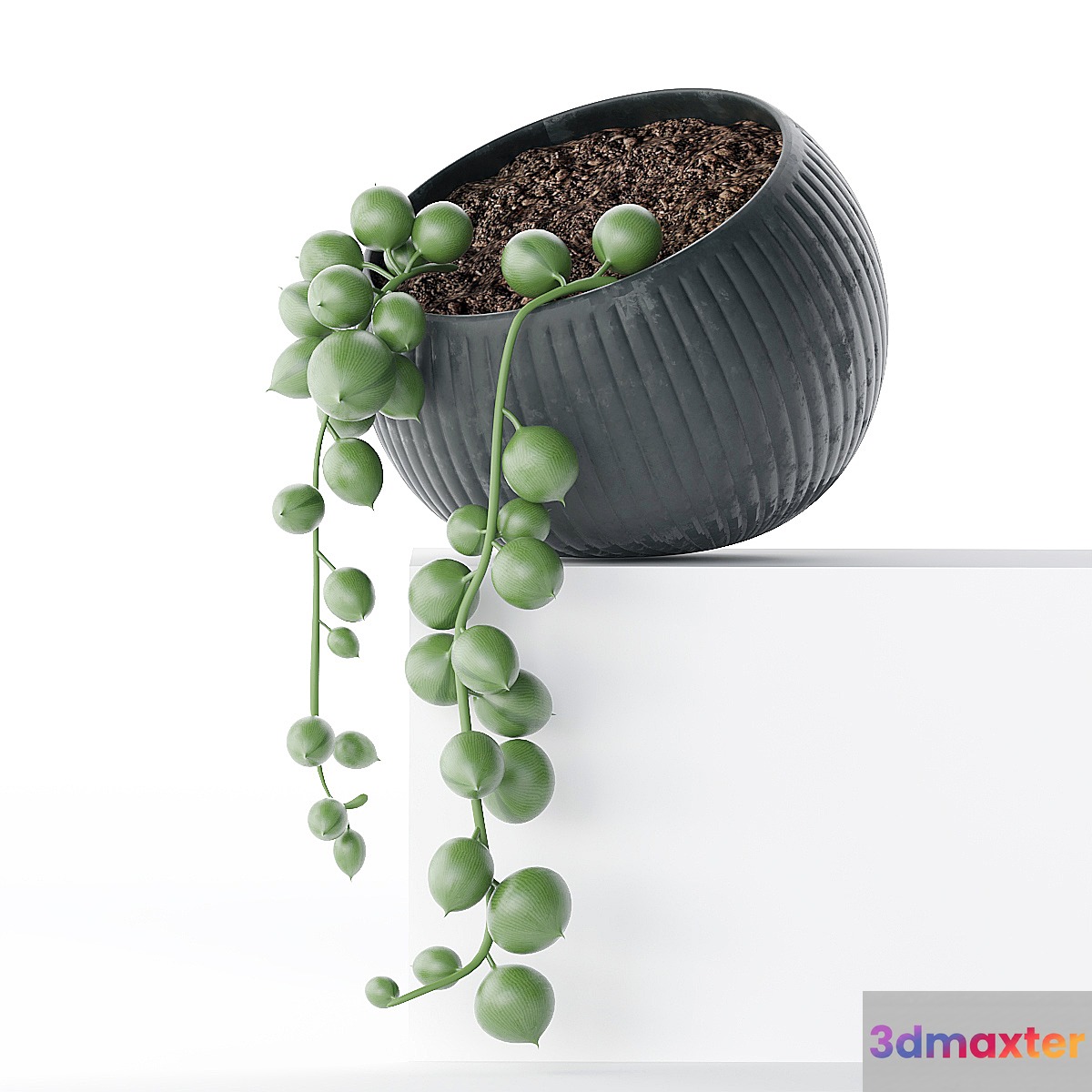 Houseplant succulents