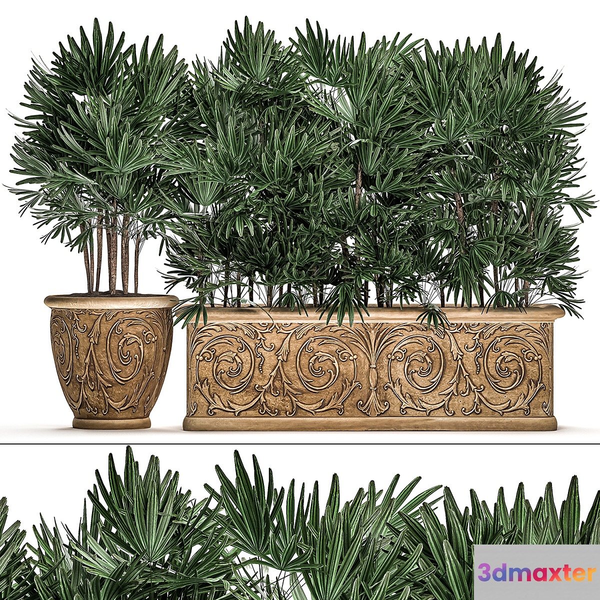 A collection of plants of lush exotic thickets in classic pots vases with monograms Palm rapis. Set 494. 3D Max