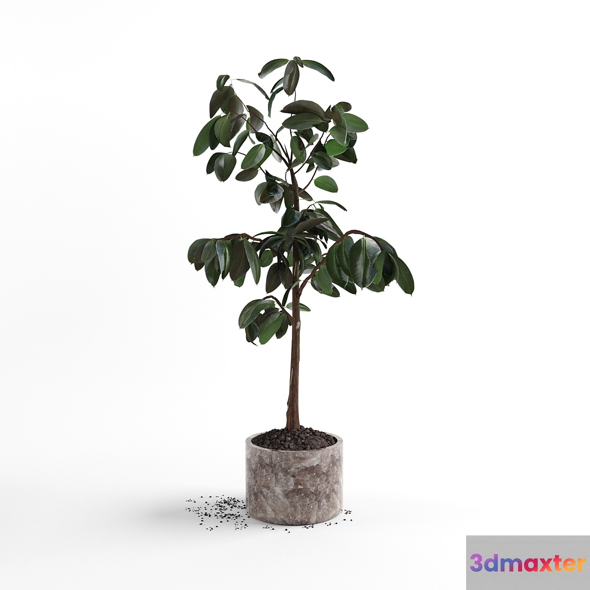 Ficus plant 3D Max