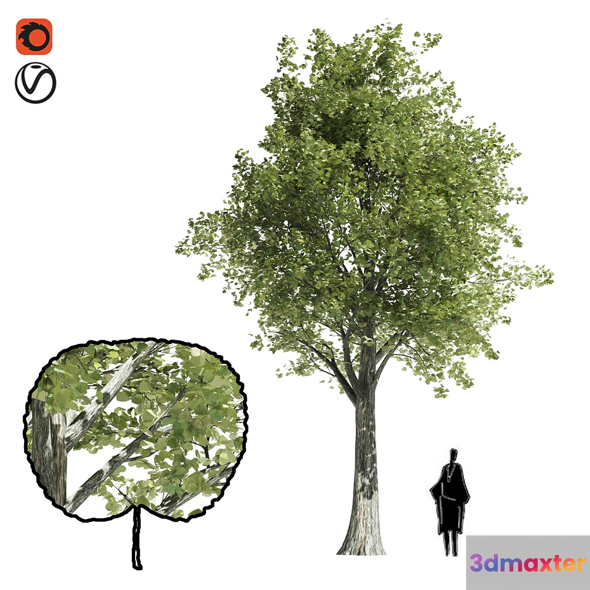 High quality katsura tree 3D Max