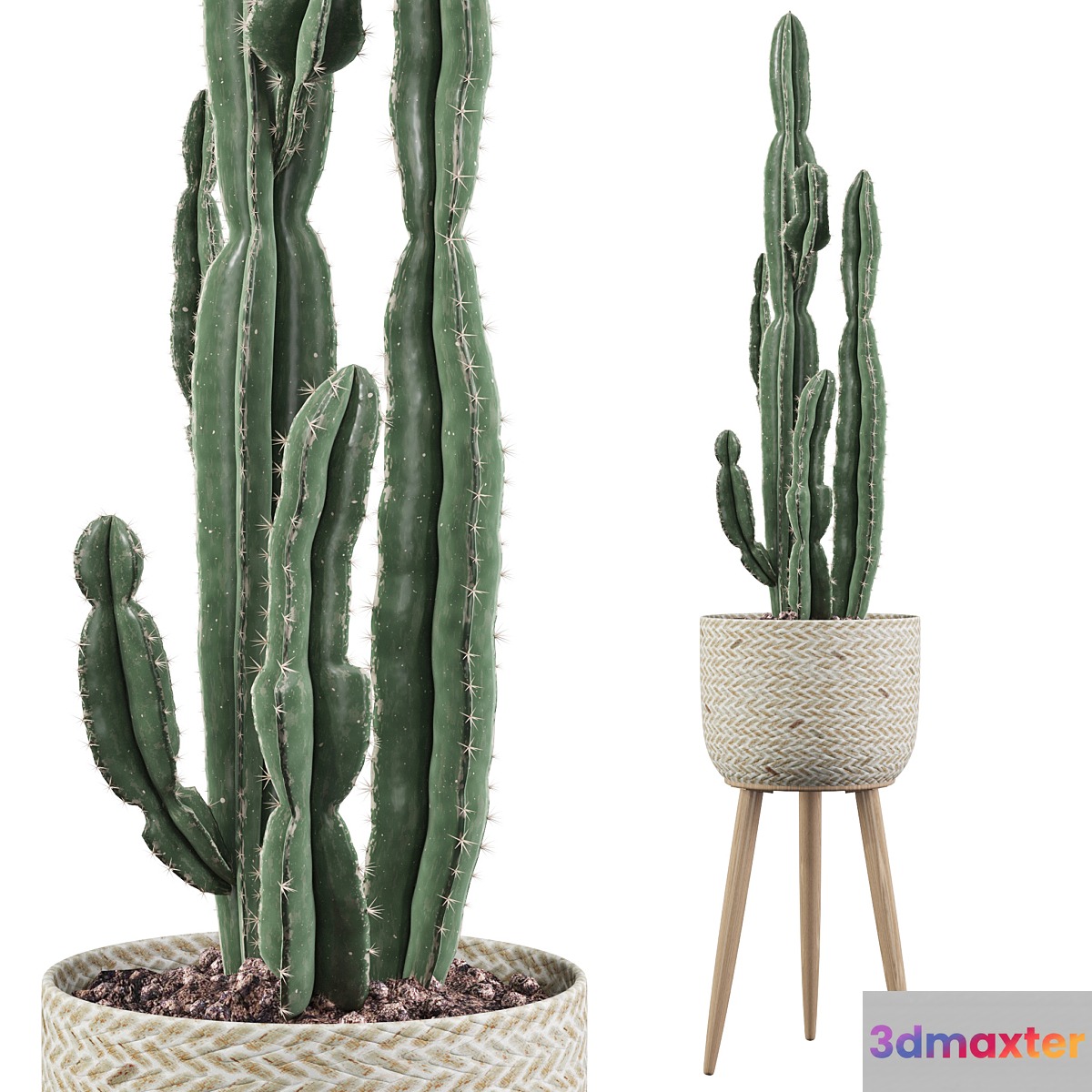 Plants collection 006 - Euphorbia candelabrum 2 cactus 3D Max
