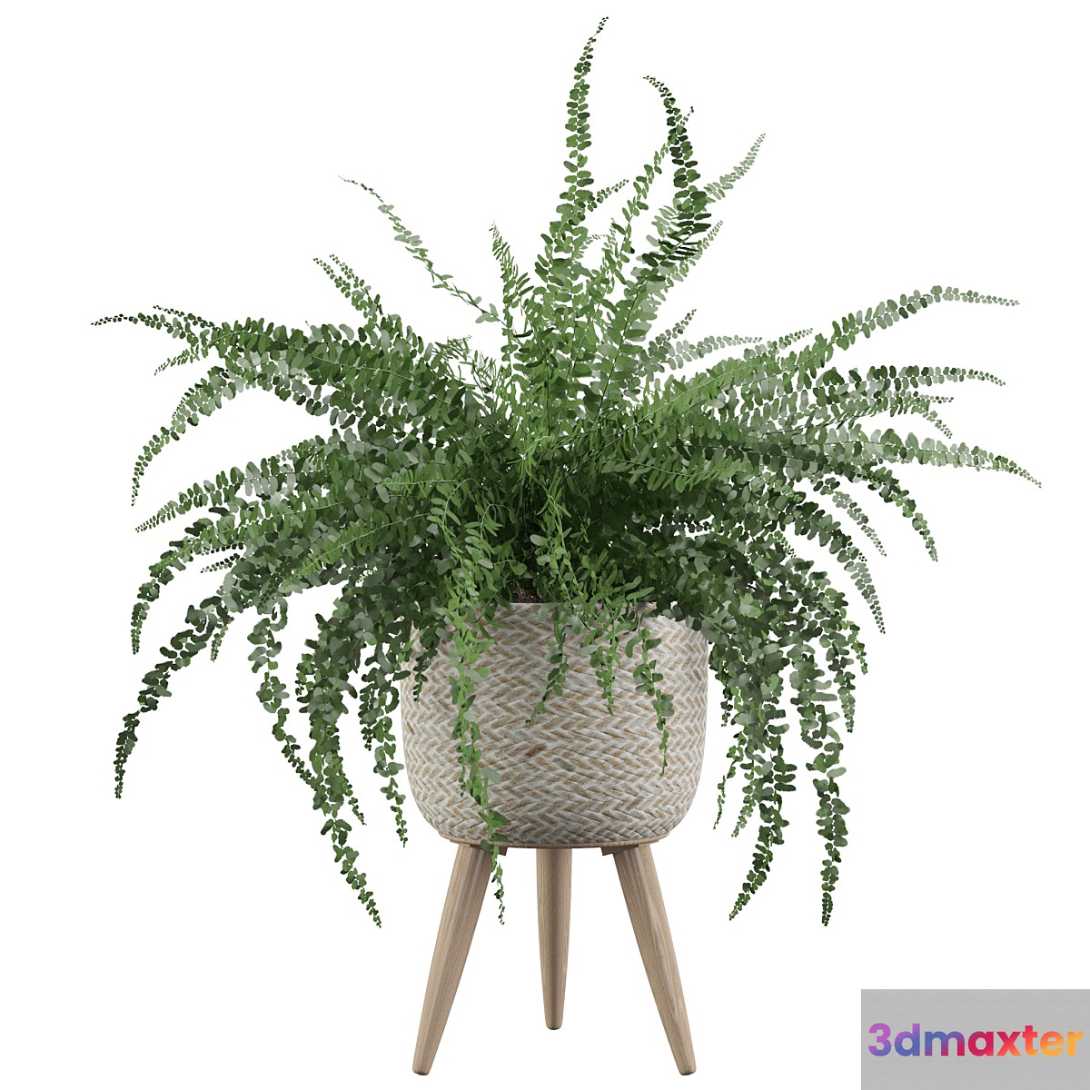 Plants collection 007 - Fern indoor 01