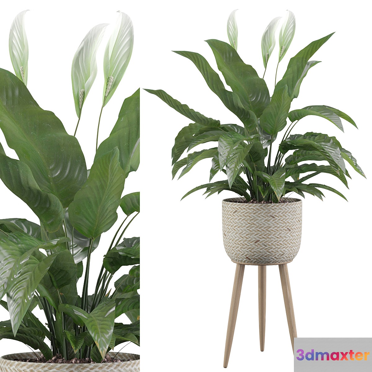Plants collection 009 - Peace Lily 01