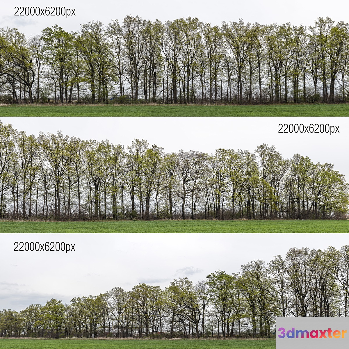Panorama with trees. 3 pcs. 22k