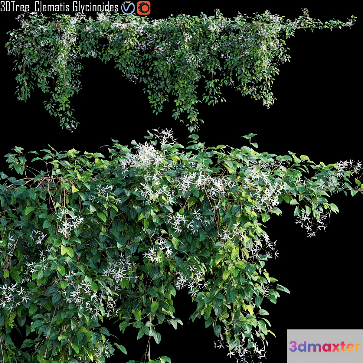 Creeper - Clematis Glycinoides 01 - No.3