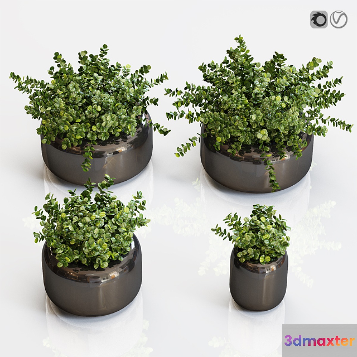 Boxwood plants in a black vase 3D Max