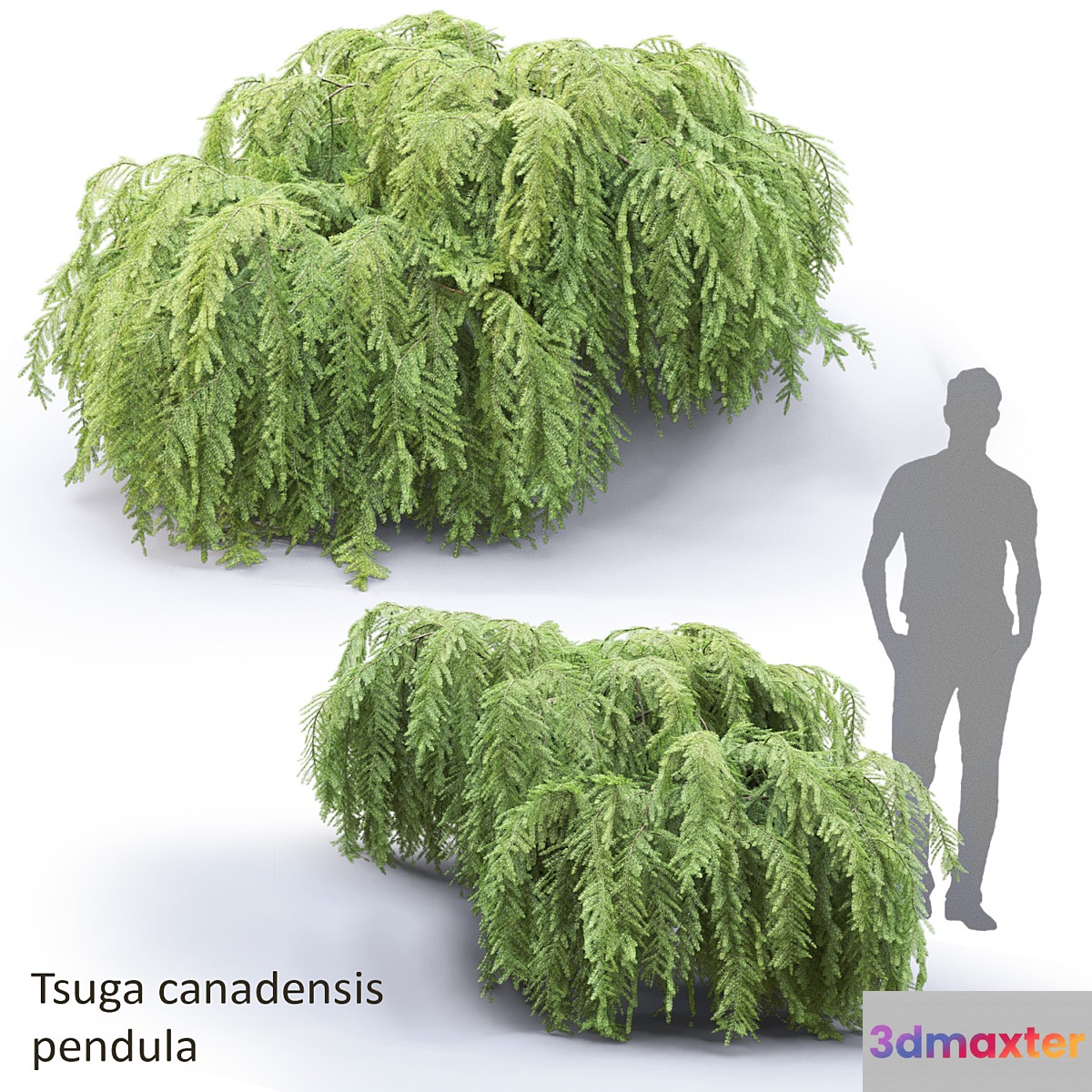 Tsuga canadian dangling | Tsuga canadensis pendula # 1 3D Max