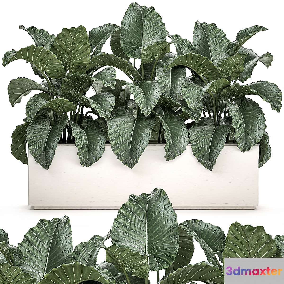 Exotic decorative lush thickets of Alchemy bushes in a white pot flowerbed. Set 507. 3D Max