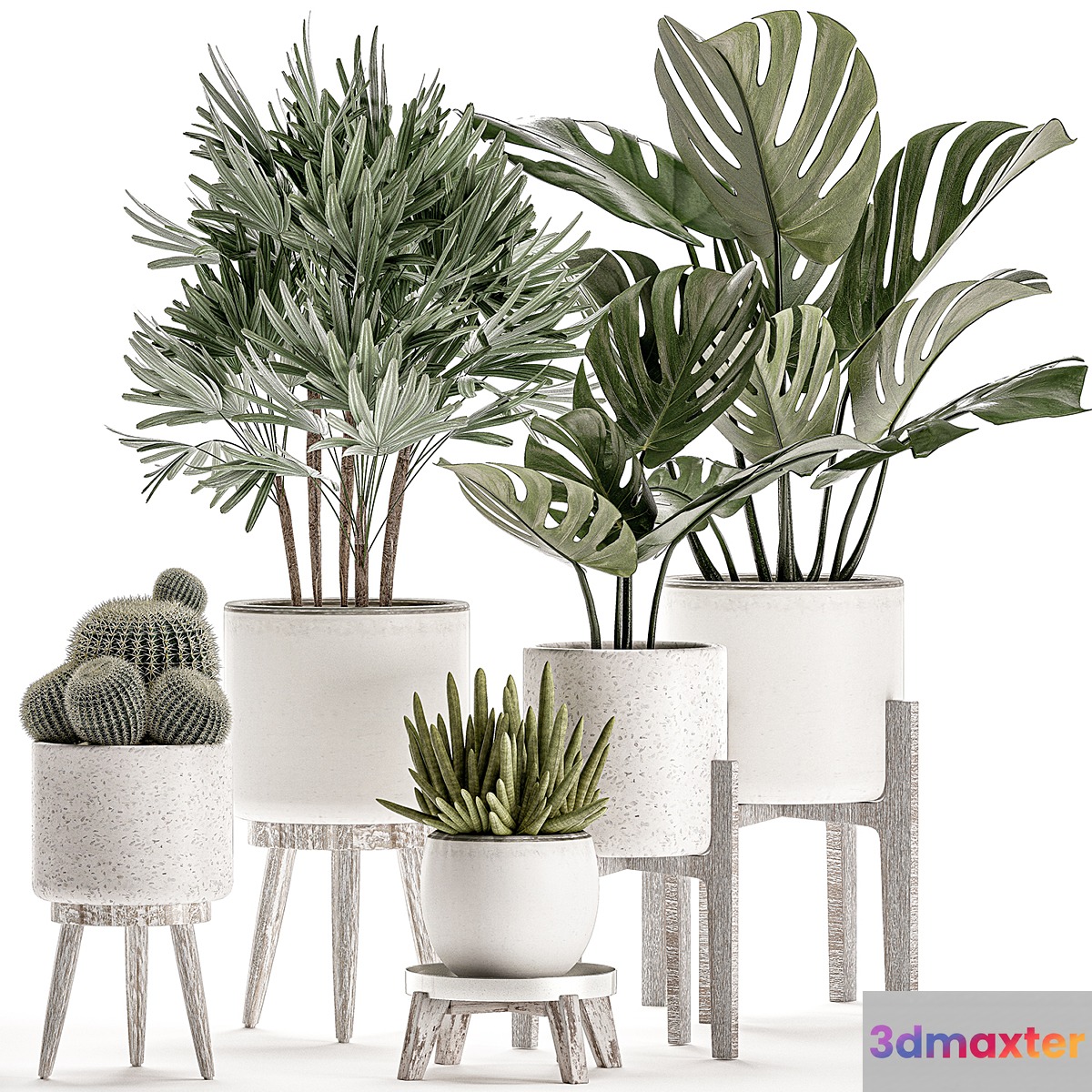 Collection of small plants in white pots on legs with monstera raspis palm cactus Barrel cactus. Set 509. 3D Max