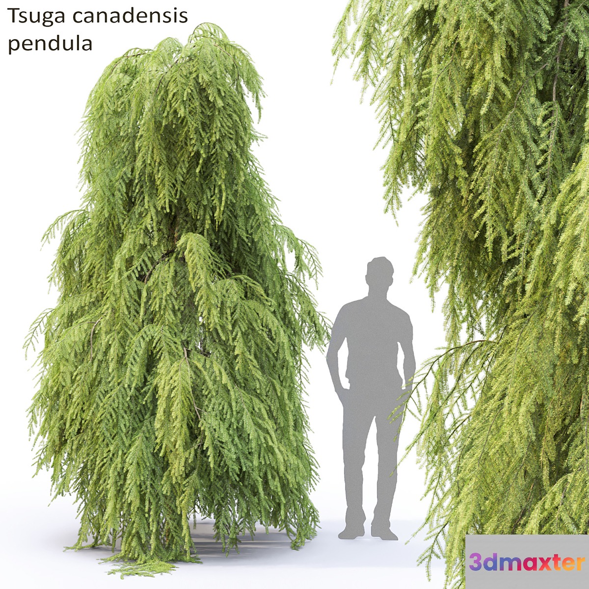 Tsuga Canadian | Tsuga canadensis pendula # 2 - No.2