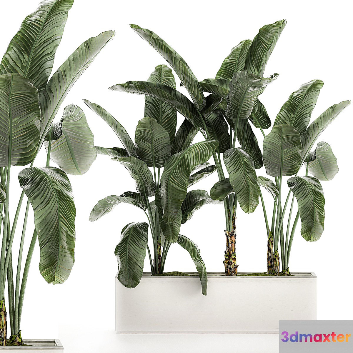 Beautiful lush exotic thickets banana palm in a white pot flowerbed with strelitzia ravenala. Set 511. 3D Max