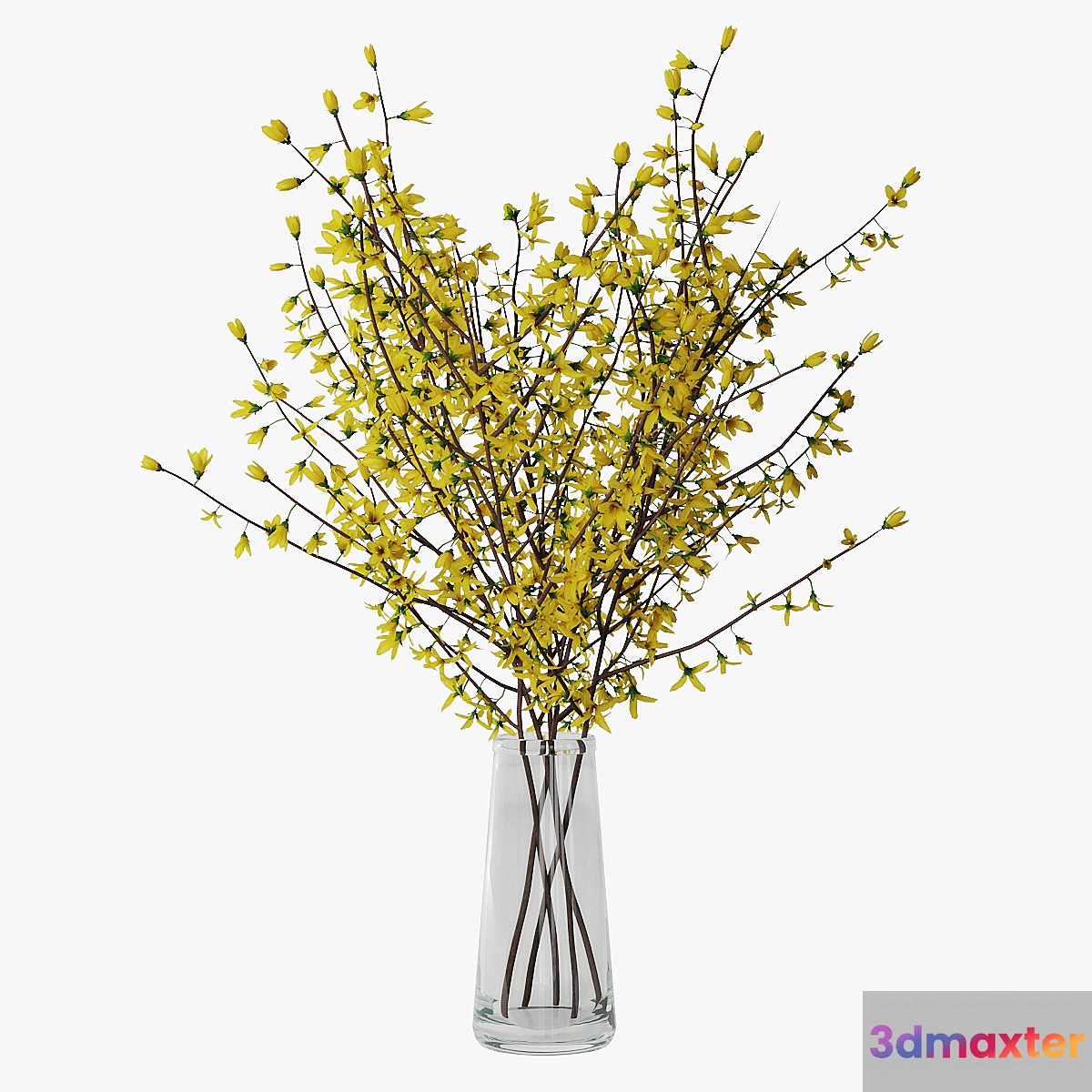 Forsythia 02 3D Max
