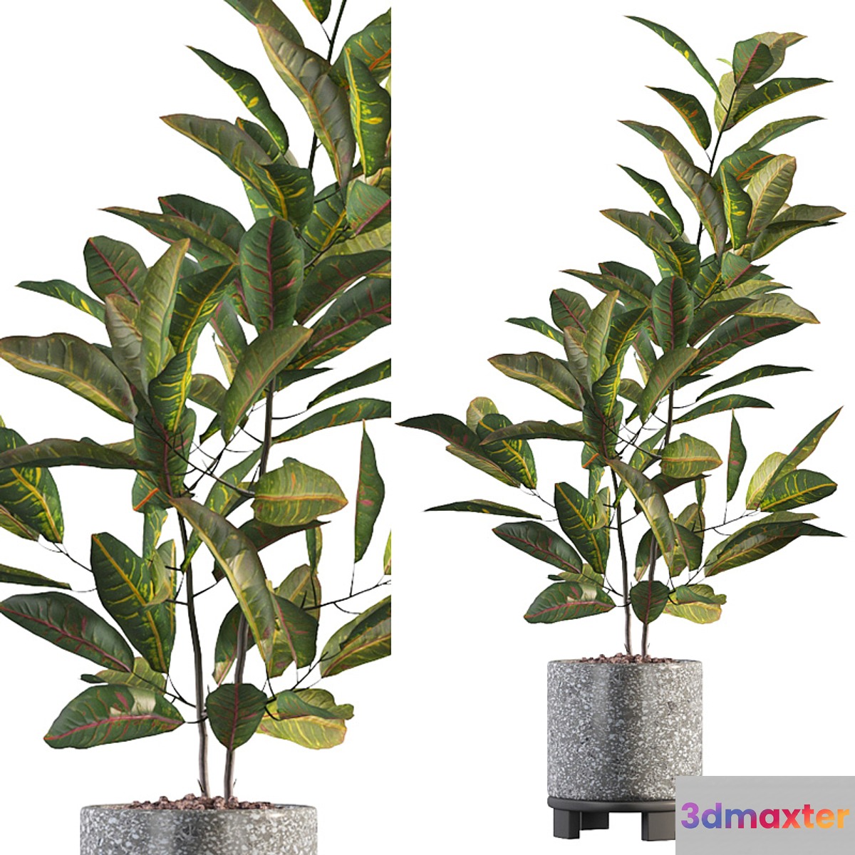 Plants collection 008 - Croton 01