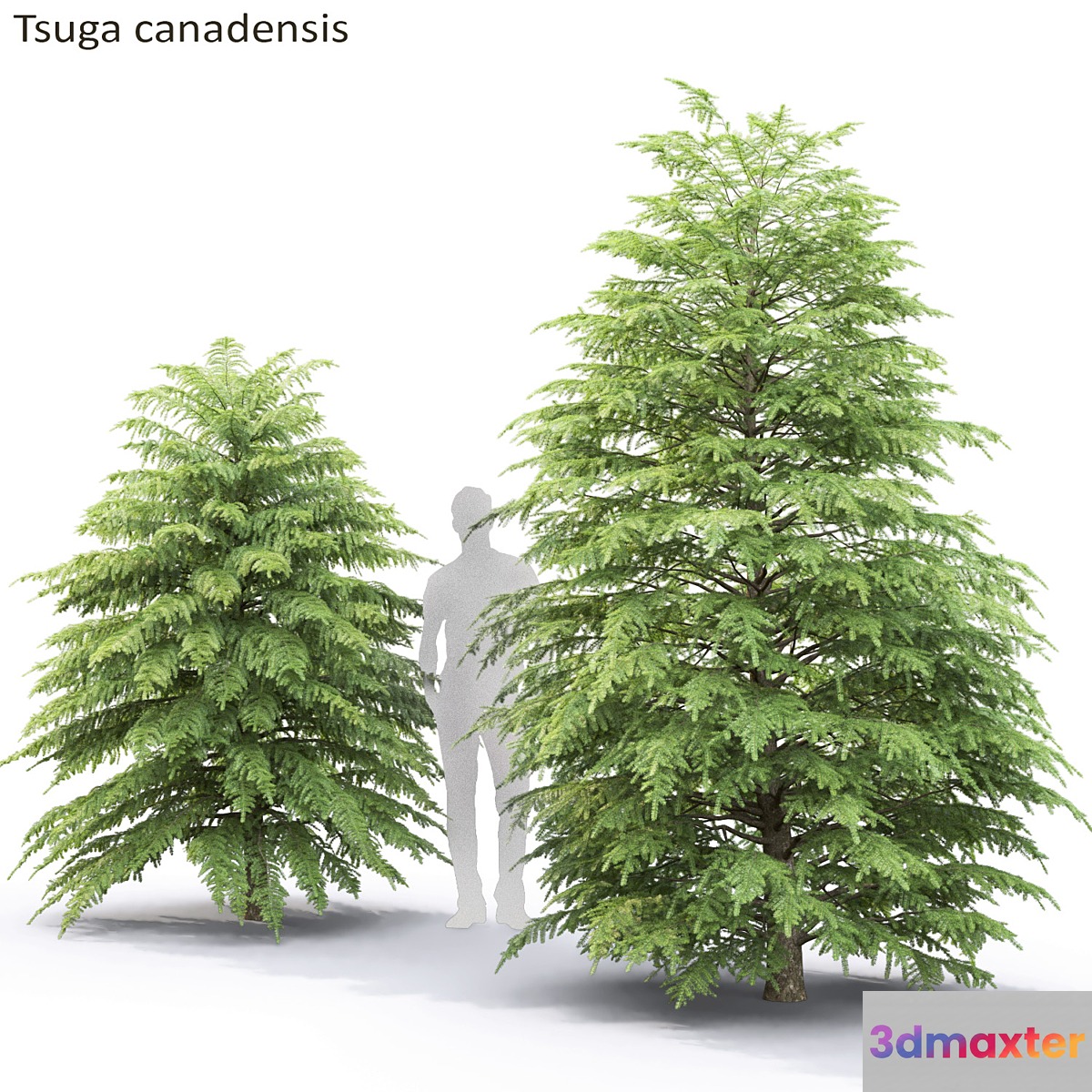 Tsuga Canadian | Tsuga canadensis # 2 - No.3
