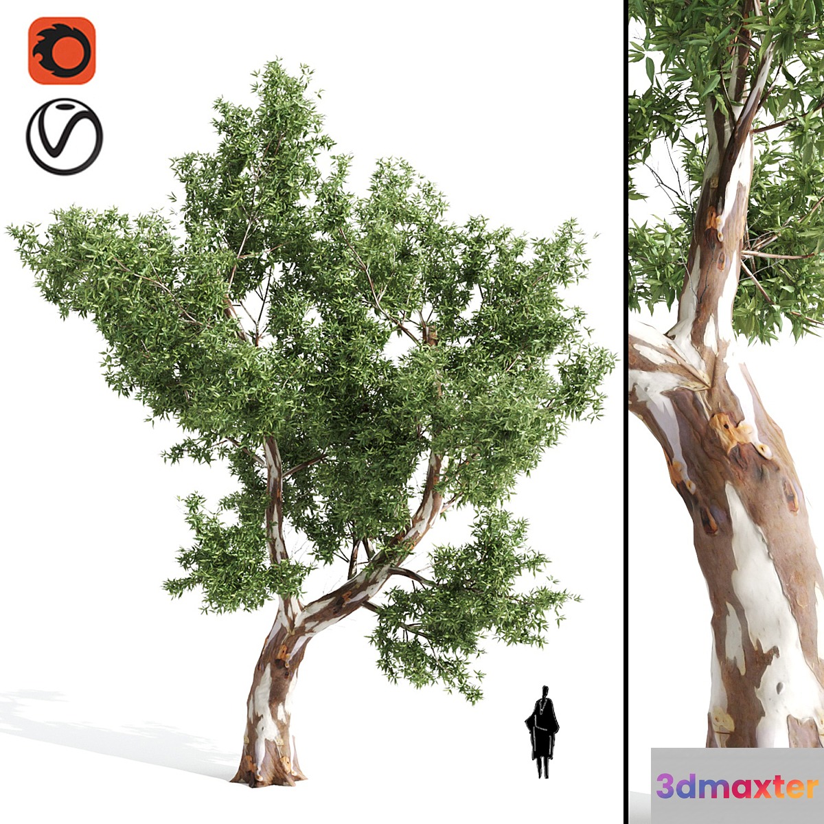 High Quality Eucalyptus tree